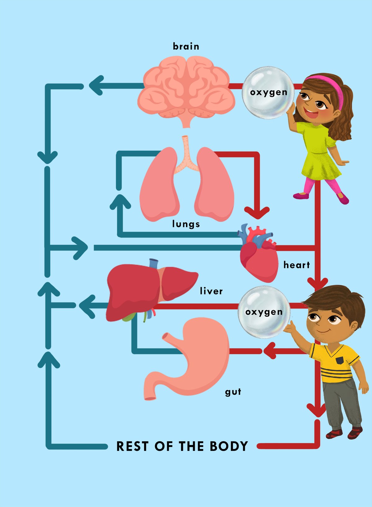 Interior diagram from the book: a labeled map of circulation showing brain, lungs, heart, liver, gut and rest of the body, with red arrows carrying oxygen out and blue-green arrows returning.